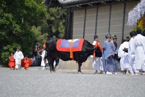 葵祭・牛車