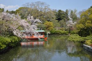 神泉苑の桜2017