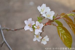 北野桜2018