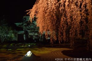高台寺の桜ライトアップ2018