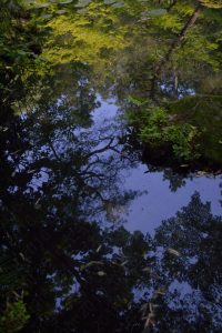 天授庵の池