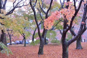 東福寺の紅葉2016