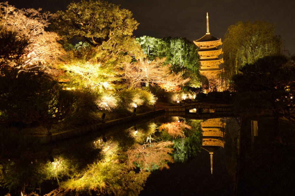 Toji Temple Autumn Leaves Night Illumination 2025 KYOTO 