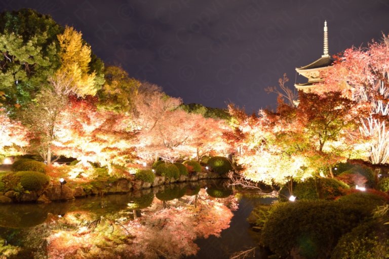 25 night illumination spots of Autumn leaves in Kyoto 2024 京都の紅葉ライトアップ