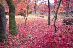 永観堂の紅葉2016