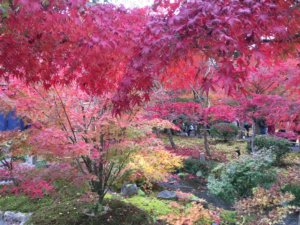 永観堂の紅葉2016