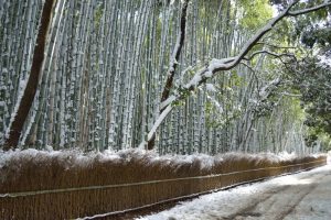 【2017】京都の雪景色　嵐山の竹林