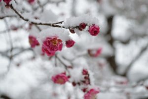 【2017】京都の雪景色　北野天満宮