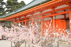 平安神宮の桜みくじ