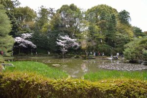 平安神宮神苑の桜