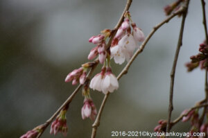 京都御所の枝垂桜2021