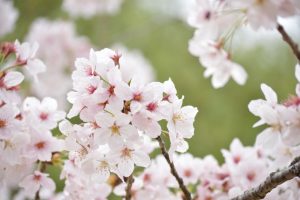 平安神宮神苑の桜