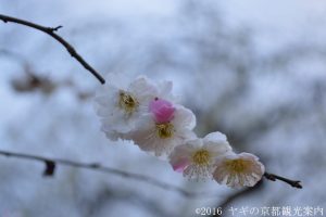 北野天満宮おもいのまま