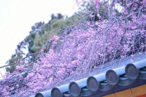 平安神宮のしだれ桜