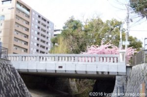 2020年3月8日一条戻橋河津桜