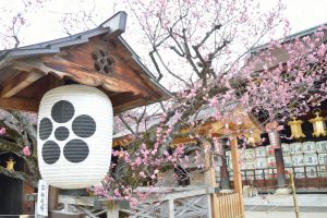 北野天満宮の梅　