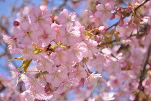 河津桜2017・一条戻橋