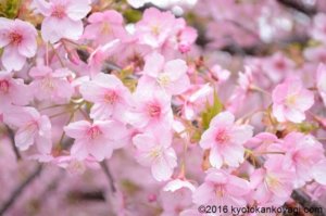 河津桜2019満開