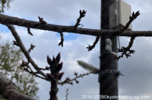 京都河津桜開花状況2025