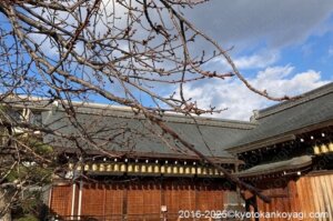 京都河津桜開花状況2025