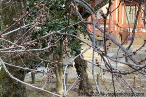 京都河津桜開花状況2025