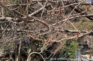 京都河津桜開花状況2025年1月