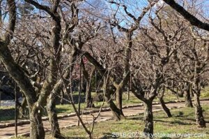 北野天満宮梅苑2025年1月19日