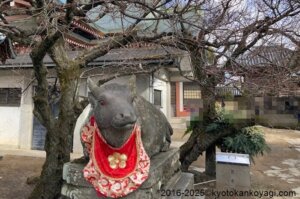 北野天満宮梅苑開花状況2025年1月25日