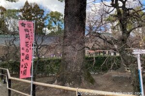 北野天満宮梅苑開花状況2025年1月25日