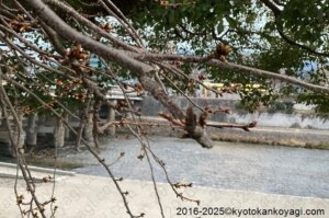 京都河津桜開花状況2025年1月