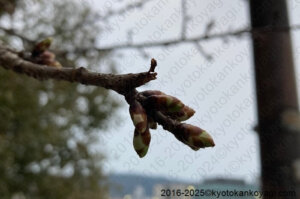 京都河津桜開花状況2025年1月