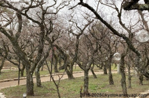 北野天満宮梅苑開花状況2025年2月1日