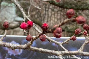 北野天満宮梅苑開花状況2025年2月1日