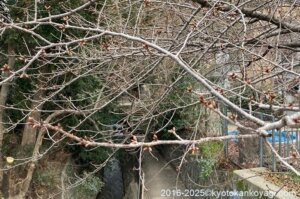 京都河津桜開花状況2025年1月