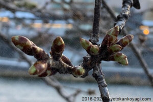 京都河津桜開花状況2025年2月9日