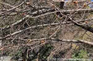 京都河津桜開花状況2025年2月9日