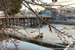 京都河津桜開花状況2025年2月14日