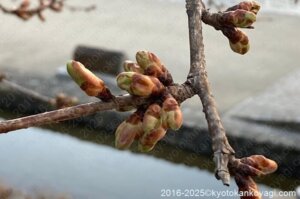 京都河津桜開花状況2025年2月14日