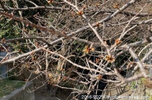 京都河津桜開花状況2025年2月15日