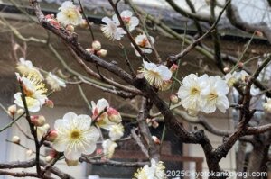 北野天満宮梅苑開花状況2025年2月15日