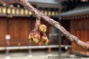 京都河津桜開花状況2025年2月16日