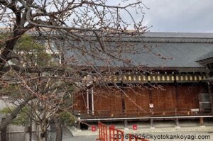 京都河津桜開花状況2025年2月16日