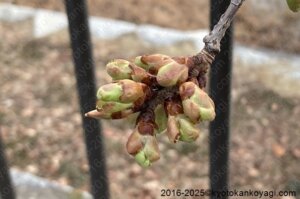 京都河津桜開花状況2025年2月21日