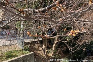 京都河津桜開花状況2025年2月15日