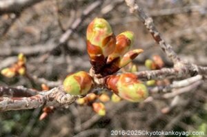 京都河津桜開花状況2025年2月15日