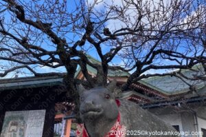 北野天満宮梅苑開花状況2025年2月22日