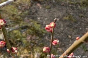 北野天満宮梅苑開花状況2025年2月22日