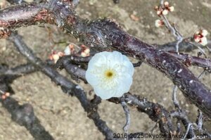 北野天満宮梅苑開花状況2025年2月22日