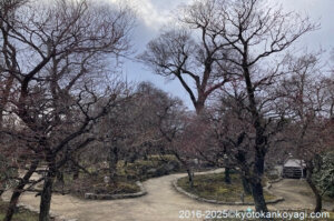 北野天満宮梅苑開花状況2025年2月22日