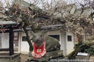 北野天満宮梅苑開花状況2025年2月22日